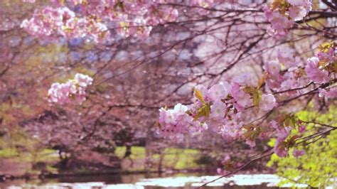 Cherry blossom Zoom background images free virtual calls backgrounds