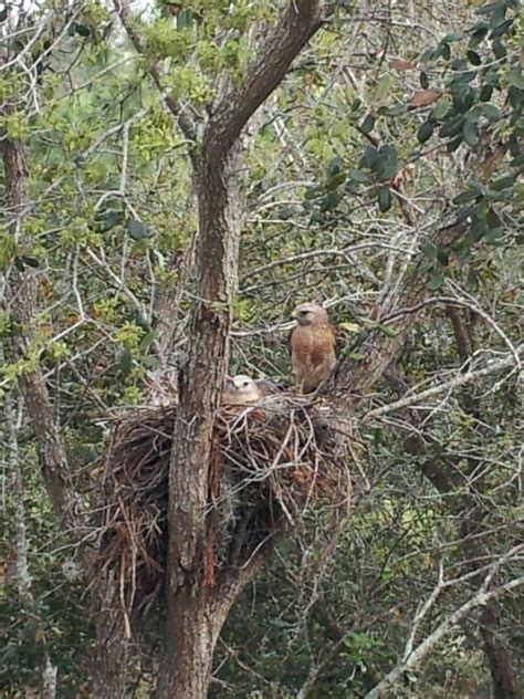 Hawks nest | Beautiful birds, Birds butterflies, Little birds