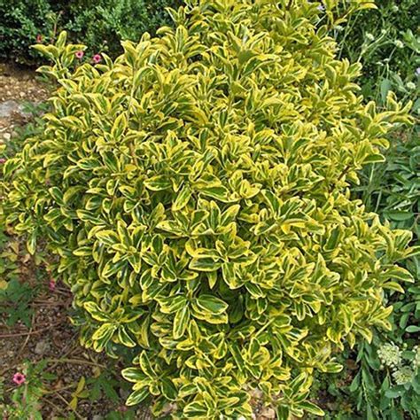 Euonymus Microphyllus Aureomarginata Jardibo