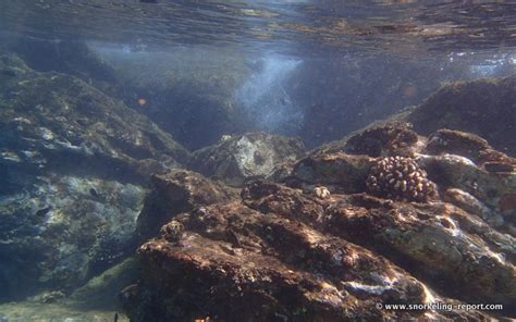 Snorkeling in Napili Bay, Maui | Snorkeling in Hawaii