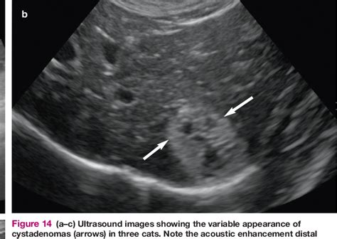 Figure From Feline Abdominal Ultrasonography Whats Normal Whats