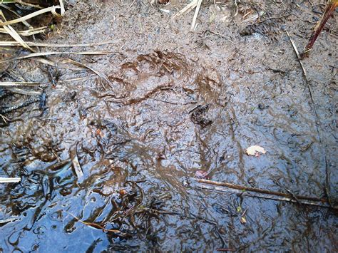 Black Bear Ursus Americanus Right Rear Foot Print In Mud Oregon Camp