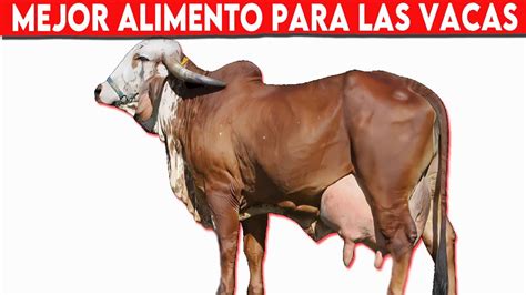 Cu L Es El Mejor Alimento Para Las Vacas Lecheras Consejos Pr Cticos