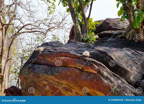 Rock Shelters, Bhimbetka Madhya Pradesh Stock Photo - Image of wildlife ...