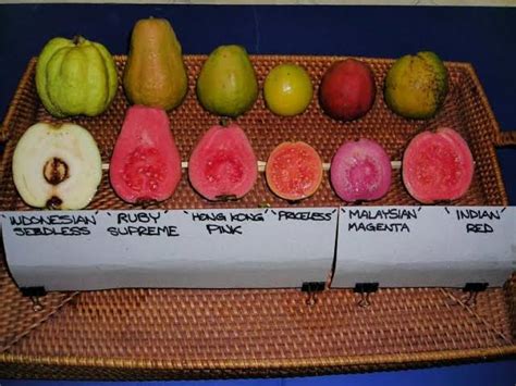 Different Varieties Of Guava Fruit Trees - Urban plants - Urban Plants™