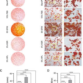 Oil Red O Staining Indicated The Effect Of Culture Medium On Adipogenic