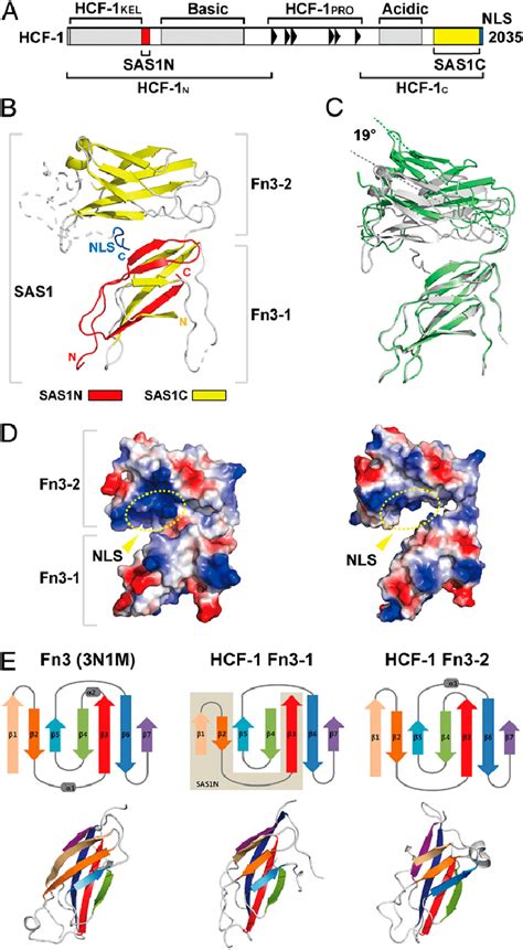 Crystal Structure Of The Hcf 1 Sas1 And Nls A A Schematic Diagram Download Scientific