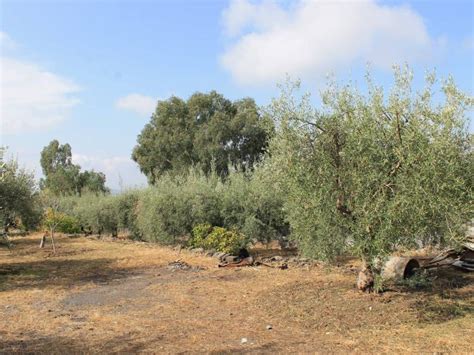 Terreno Agricolo Contrada Scannacavoli Santa Maria Di Licodia Rif