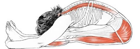 Paschimottanasana - YogaAnatomy.net