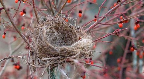 What They Never Tell You About Empty Nest Syndrome - AFC Counselors