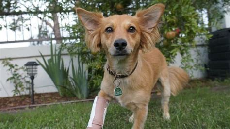 Devastating Corgi Dachshund Mix Health Problems Revealed! - Sweet Dachshunds