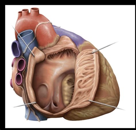 heart anatomy: right atrium Diagram | Quizlet