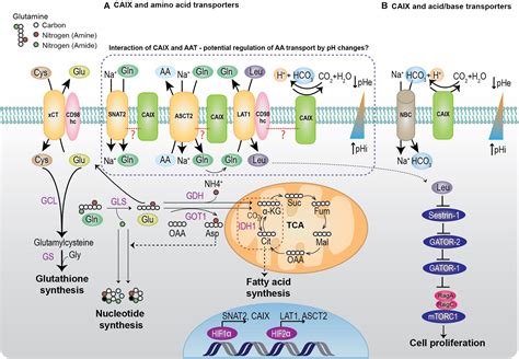 Frontiers Interplay Of Carbonic Anhydrase Ix With Amino Acid And Acid