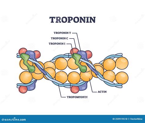 Troponin Complex and Three Regulatory Proteins Structure Outline ...