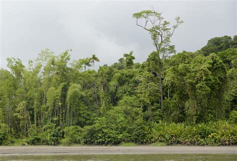 Heavy Jungle Foliage Along The Rio Napo Orellana Stock Photo Image