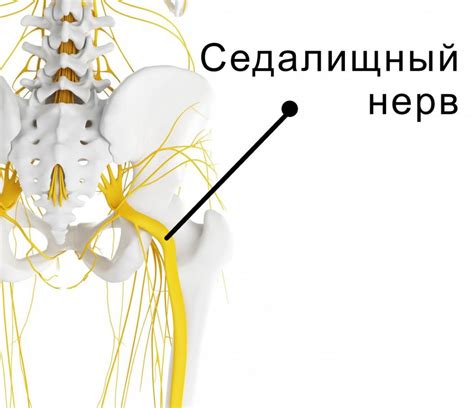Защемление седалищного нерва: упражнения, методики лечения, симптомы ...