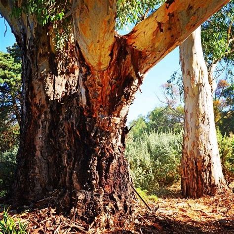 Beautiful Australian Outback Landscape