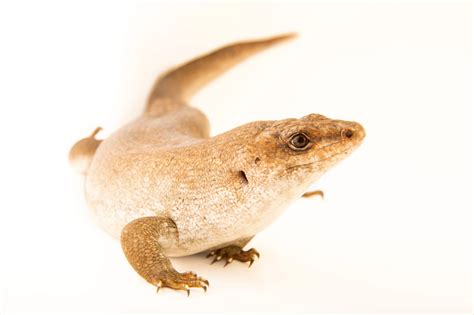 telfairs skink leiolopisma telfairii joel sartore