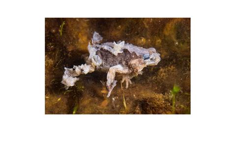 Chytridiomycota Generalidades Característicaspdf