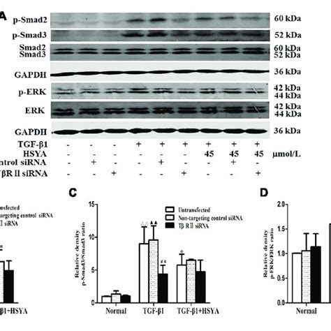 Effects Of Hsya On Tgf β1smad And Erkmapk Signaling Pathway In