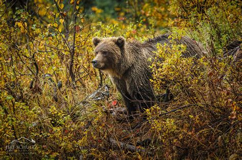 Wildlife & Bird Photography of Alaska - Jeff Schultz Photography