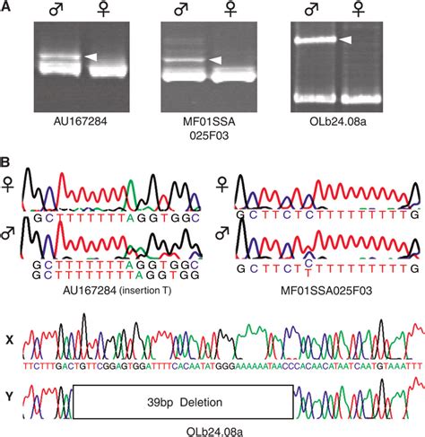 —sex Linked Polymorphisms Of O Luzonensis A Polyacrylamide Gel Download Scientific Diagram