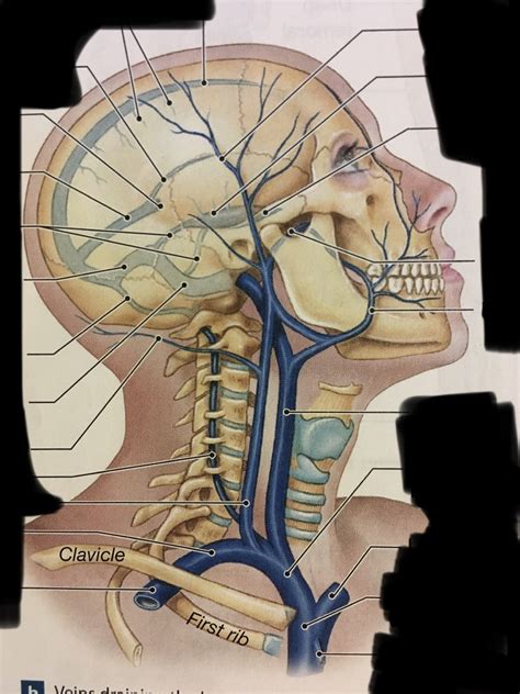 Major Veins Of The Head And Neck Diagram Quizlet