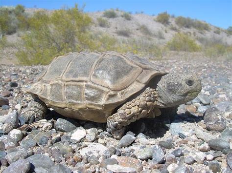 Tortuga Terrestre Argentina Chelonoidis Chilensis Ecoregistros