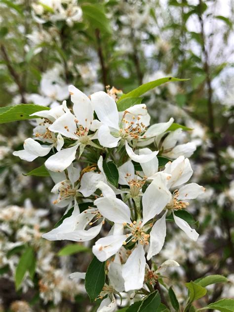 Malus Spring Snow Spring Grove Nursery