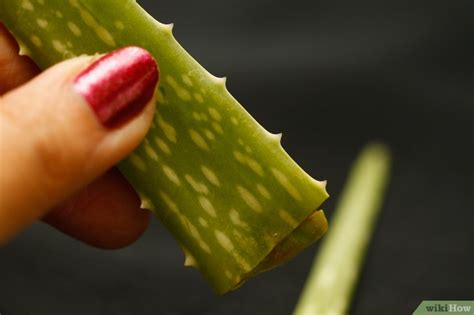 Come Estrarre Il Succo Dell Aloe Vera Passaggi