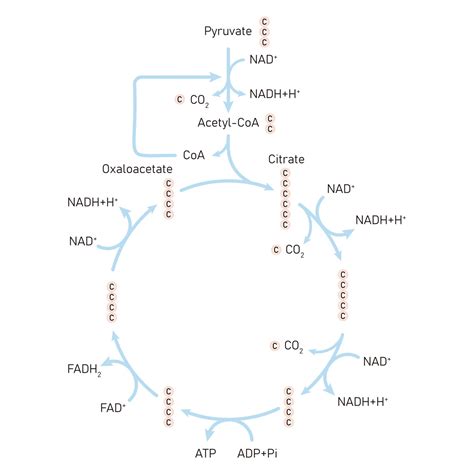Qué es el Ciclo de Krebs Diccionario Médico Clínica U Navarra