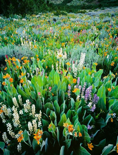 Wildflower Mix Viewpoint Photographic Art Center