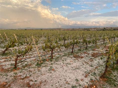 El Pedrisco Causa Daños De Gravedad En 6 000 Hectáreas De Cultivos De