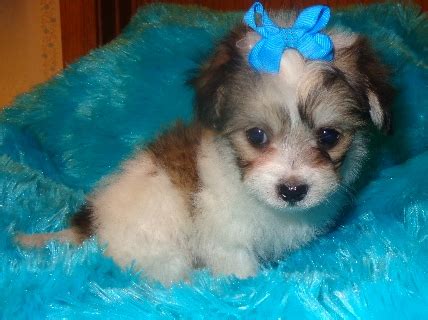 Malchi (Chihuahua-Maltese Mix) Info, Temperament, Puppies, Pictures Video