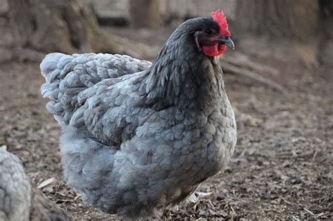 Top 6 Grey Chicken Breeds With Pictures