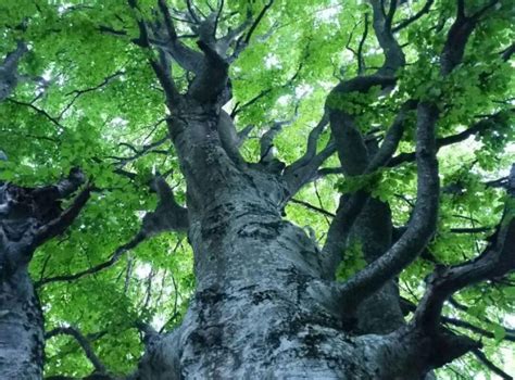 Racconti Sotto L Albero Guida Eventi Trentino