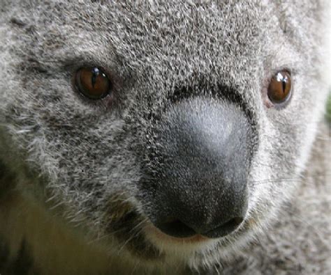 Koala Bear Facts - Animal Facts Encyclopedia