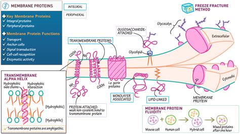 General Biology Membrane Proteins Overview Ditki Medical