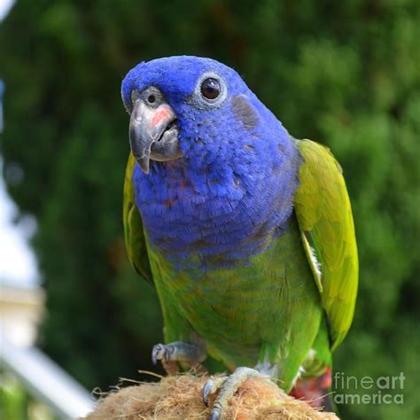 The Wonderful And Charming Pionus Parrot BIRD LOVER