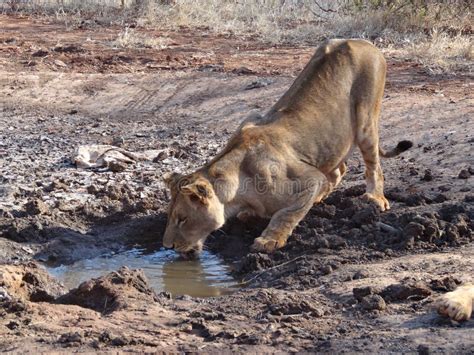 Two Lions drinking water stock photo. Image of african - 18976322