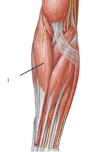 Muscle That Move The Forearm And Wrist Flashcards Quizlet