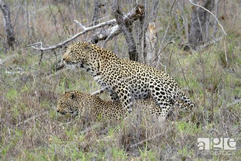 Leopards Panthera Pardus Pair Maiting Sabi Sand Game Reserve South Africa Africa Stock