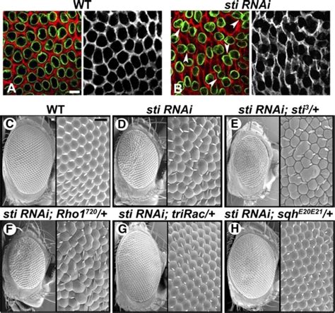 Sti Interacts Genetically With Rho And Rac Genes WT A And Sti RNAi