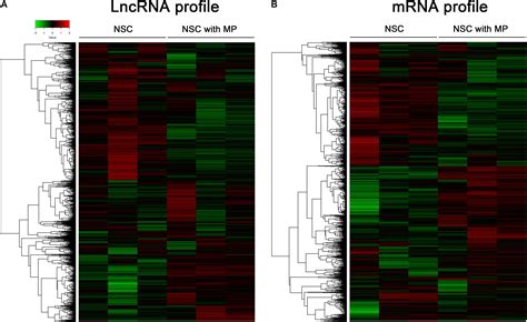 Frontiers LncRNA And MRNA Expression Profiles In Methylprednisolone