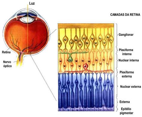 biologia Visão