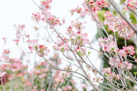 A Guide to Spring Flowering Trees - Dennis' 7 Dees | Landscaping ...