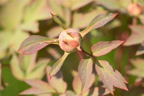 Garten Navi Halbgef Llte Strauch Pfingstrose Paeonia X Suffruticosa