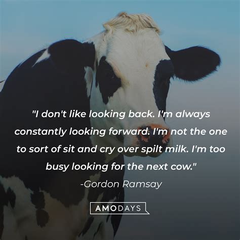 41 Cow Quotes To Make You Laugh Learn And Think