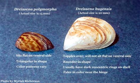 Zebra Mussel Diagram