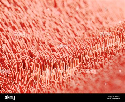 Illustration of human cilia Stock Photo - Alamy